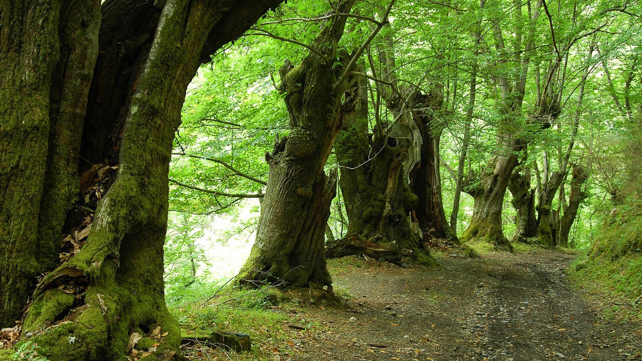 O Trail Running gaña terreo